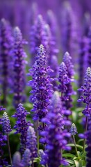Obraz premium Closeup of vibrant purple salvia flowers in bloom, showcasing their delicate petals and tall spikes against a soft, blurred background of more blossoms