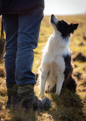 A black and white dog attentively looking up at its owner during outdoor training on a sunny day.