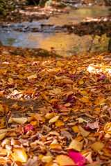 Vibrant fall New England Foliage Over Pond