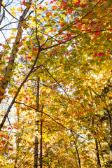 Dramatic Fall Foliage in New England Mountains