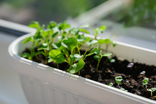 Balcony indoor gardening with young green sprouts