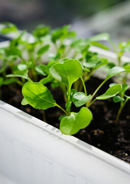 Indoor balcony garden with young green seedlings
