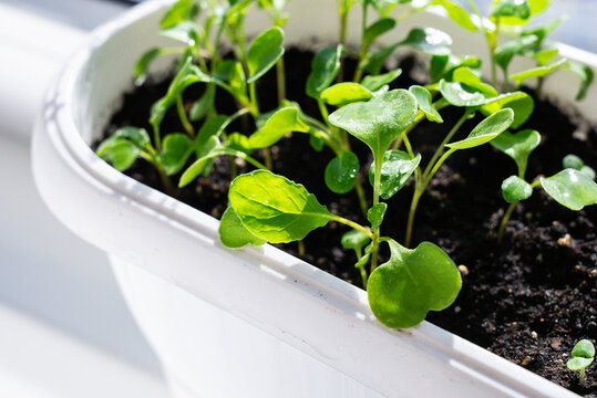 Balcony indoor gardening with young green plants