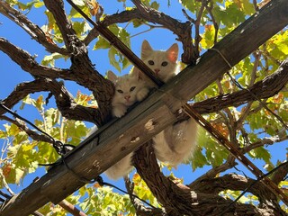 two kittens are on a grapevine in nature