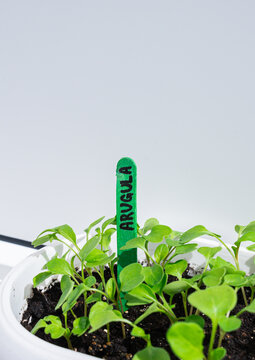 Arugula seedlings in small indoor balcony garden