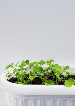 Indoor balcony garden with green seedlings