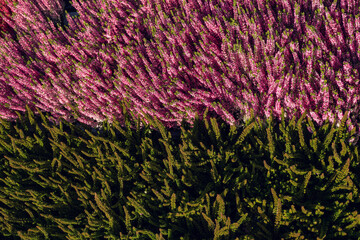 Heather red sprigs, pink blossoms, purple blooms and green bush make a vibrant carpet of heather plants with rich autumn colors in a garden landscape overhead
