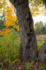 Dramatic Fall Foliage in New England Mountains
