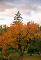 Dramatic Fall Foliage in New England Mountains