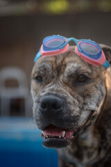 Close-up portrait of Ca de Bou in swimming goggles, selective focus