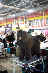At a dog show, a large poodle is being prepared for a performance with a modern haircut