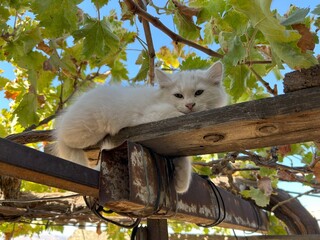 A white kitten is on a grapevine in nature