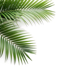 Obraz premium Green Palm Leaves on White Background, Tropical Minimalist Design.