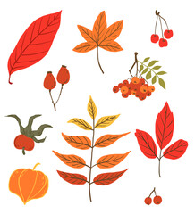 Set of autumn leaves red isolated on white background. Berries and leaves autumn illustration, hello autumn vector