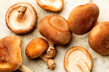 Fresh oak mushroom. The shiitake or black forest mushrooms is an edible mushroom native to East Asi