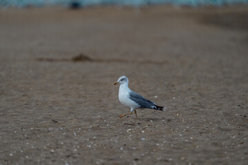 Wandering by the sea in Italy and in the streets
