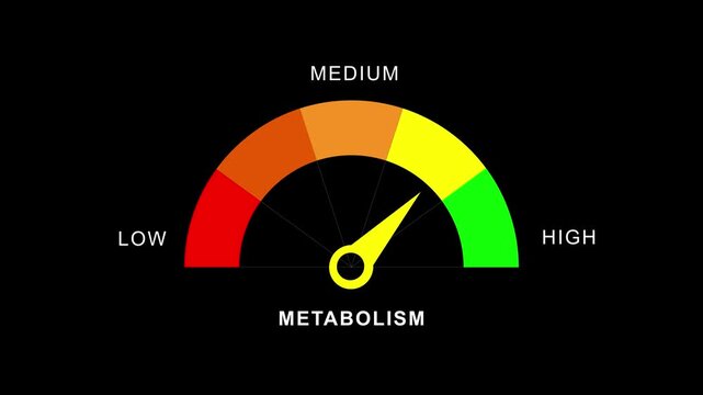 metabolism Level Measuring animation.4K motion animation on a transparent background alpha channel. Motion graphics of level miter concept.