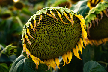 Close-Up of a Ripe Sunflower Head with Drooping Petals in a Summer Field