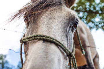 Close-up of a horse with a rustic rope halter