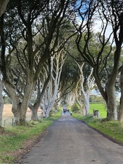Dark Hedges