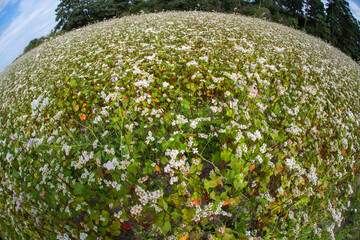 Blooming buckwheat field with fisheye lens effect