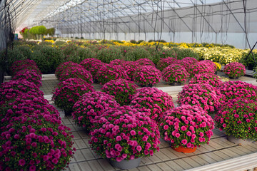 Chrysanthemum flowers in greenhouse with blooming pink, yellow and white blossoms arranged in rows...