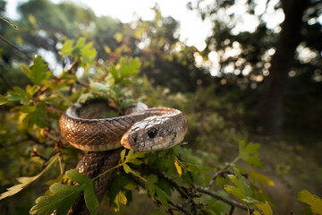 Portrait of Zamenis scalaris in natural habitat