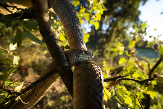 Portrait of the Zamenis scalaris in its natural habitat