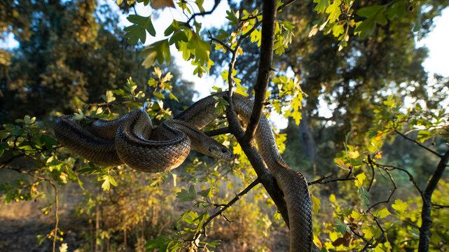 Portrait of Zamenis scalaris on branch in sunlight