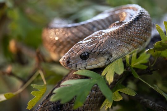 Portrait of the Zamenis scalaris snake in natural habitat