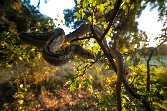 Portrait of Zamenis scalaris on a tree branch