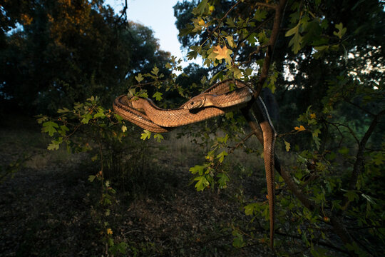 Portrait of Zamenis scalaris on branch in natural habitat