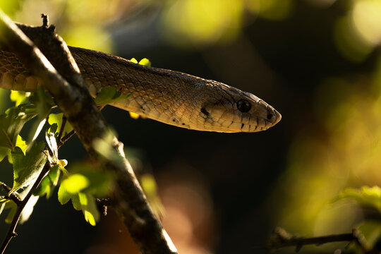 Portrait of Zamenis scalaris in natural habitat
