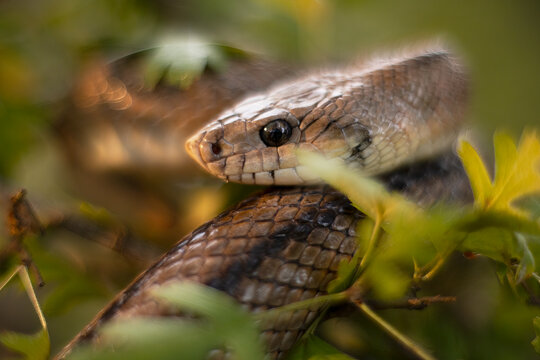 Portrait of Zamenis scalaris amidst foliage