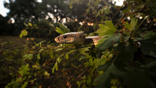 Portrait of Zamenis scalaris in natural habitat