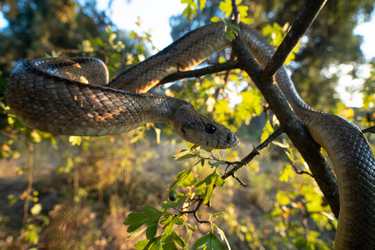 Zamenis scalaris coiled on tree branch in sunlight
