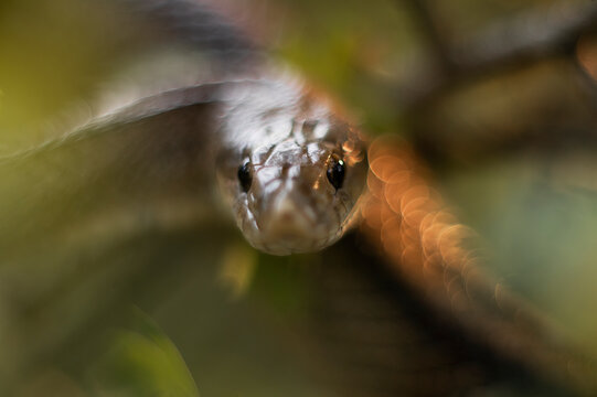 Portrait of a Zamenis scalaris snake in natural habitat