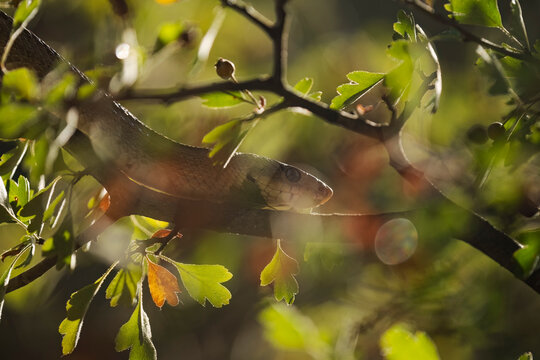 Zamenis scalaris snake in natural leafy habitat