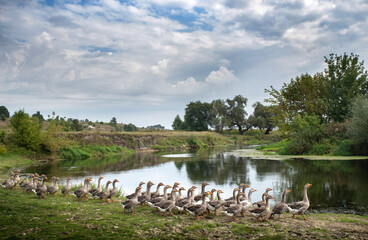 Flock of geese near river