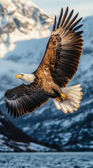 Fototapeta premium A majestic bald eagle with wide spread wings soars gracefully above a calm lake and snowy mountains.