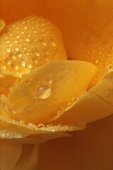 Smoke close-up selective soft focus cream yellow, orange  Rose Flower bud petal with water drop. Natural blur background.