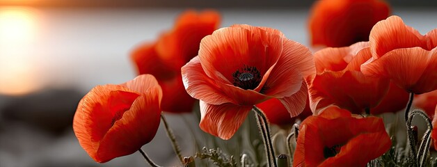 Field of vibrant red poppies swaying in the breeze under an orange sunset sky, symbolizing hope and remembrance on Remembrance Day