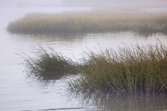 Whispers of the Marsh