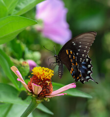 A Spicebush Swallowtail resting on a bright, pink zinnia at the height of summer with lovely bokeh in the background. 