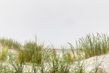 Misty Dune Grasses on a Foggy Shore