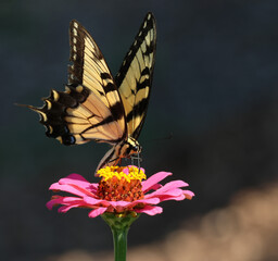 A stunning Eastern Tiger Swallowtail butterfly feeding from a subtle, pink zinnia. 