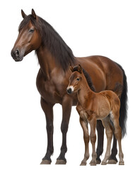 Naklejka premium Adult brown horse and lighter foal stand together on white, showcasing contrast in size, coat, and expression in a lifelike equine portrait.