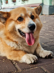 Portrait of a Corgi dog happily panting. Pembroke Corgi dog lying on the pavement and panting with tongue out.
