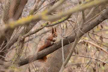 Red squirrel sitting on a tree branch in an autumn forest.Cute squirrel on a tree branch looking somewhere with interest.
