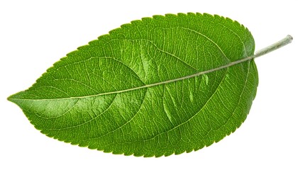 Close-up vibrant green leaf